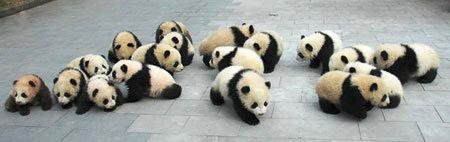Pandas 12